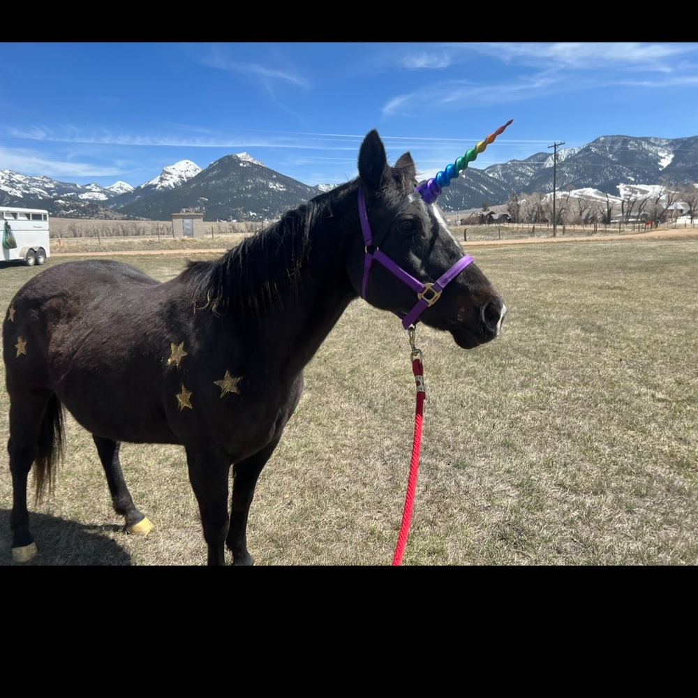 Unicorn horn for horse or pony